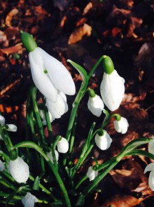 Anglesey Abbey: Snowdrops are appearing