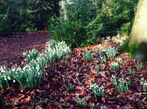 Anglesey Abbey: Polka dot snowdrop carpet